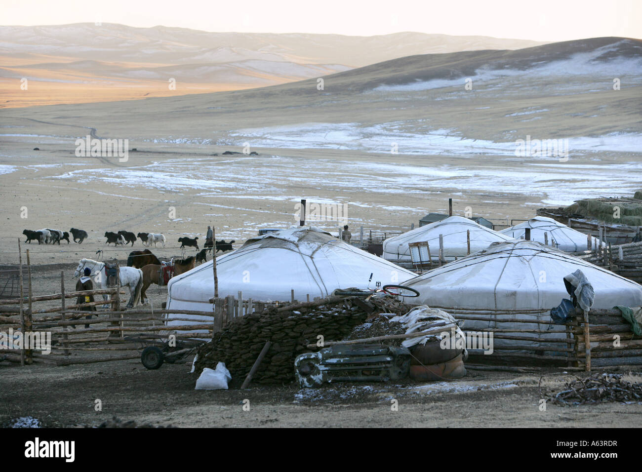 Mongolia - nomad gers and animals in the winter camp in the stepps ...