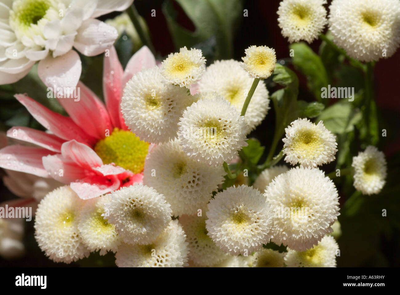 White pom pon chrysanthemum Stock Photo