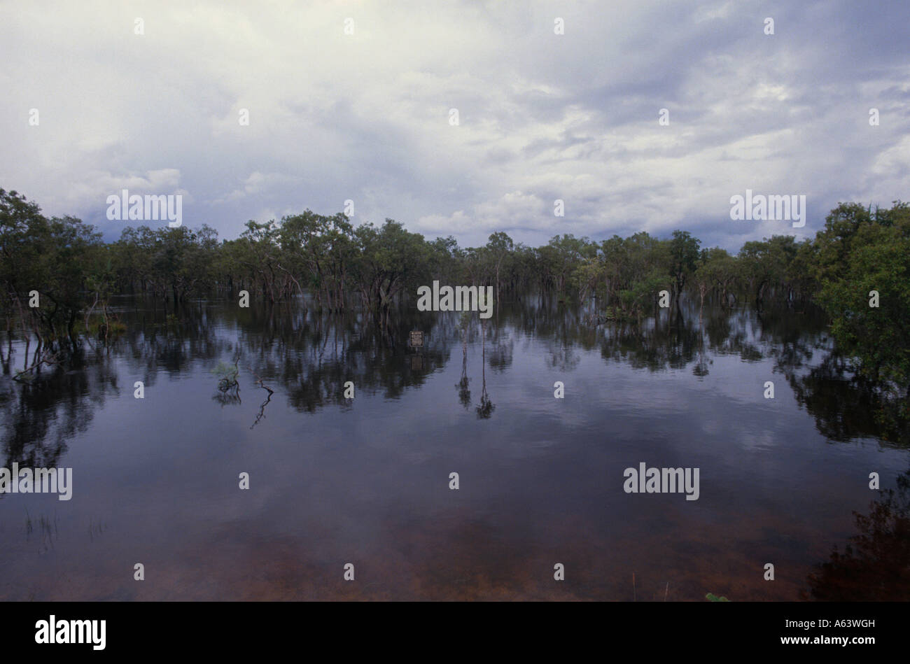 wetland of yellow water billabong at morning region of arnhem land kakadu nationalpark northern territory australia Stock Photo