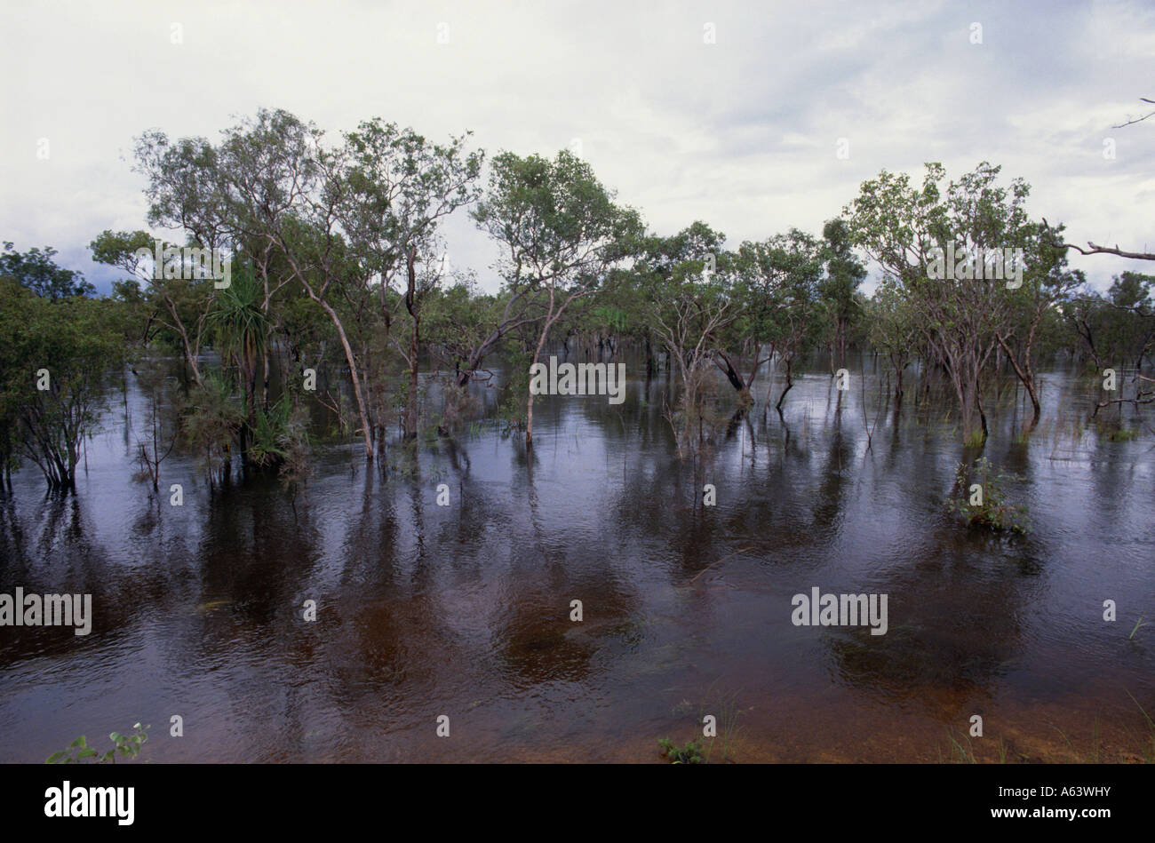 wetland of yellow water billabong at morning region of arnhem land kakadu nationalpark state of northern territory australia Stock Photo