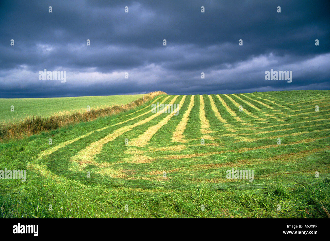 mowed meadow and field of wheat near village of enniskerry province of leinster ireland Stock Photo