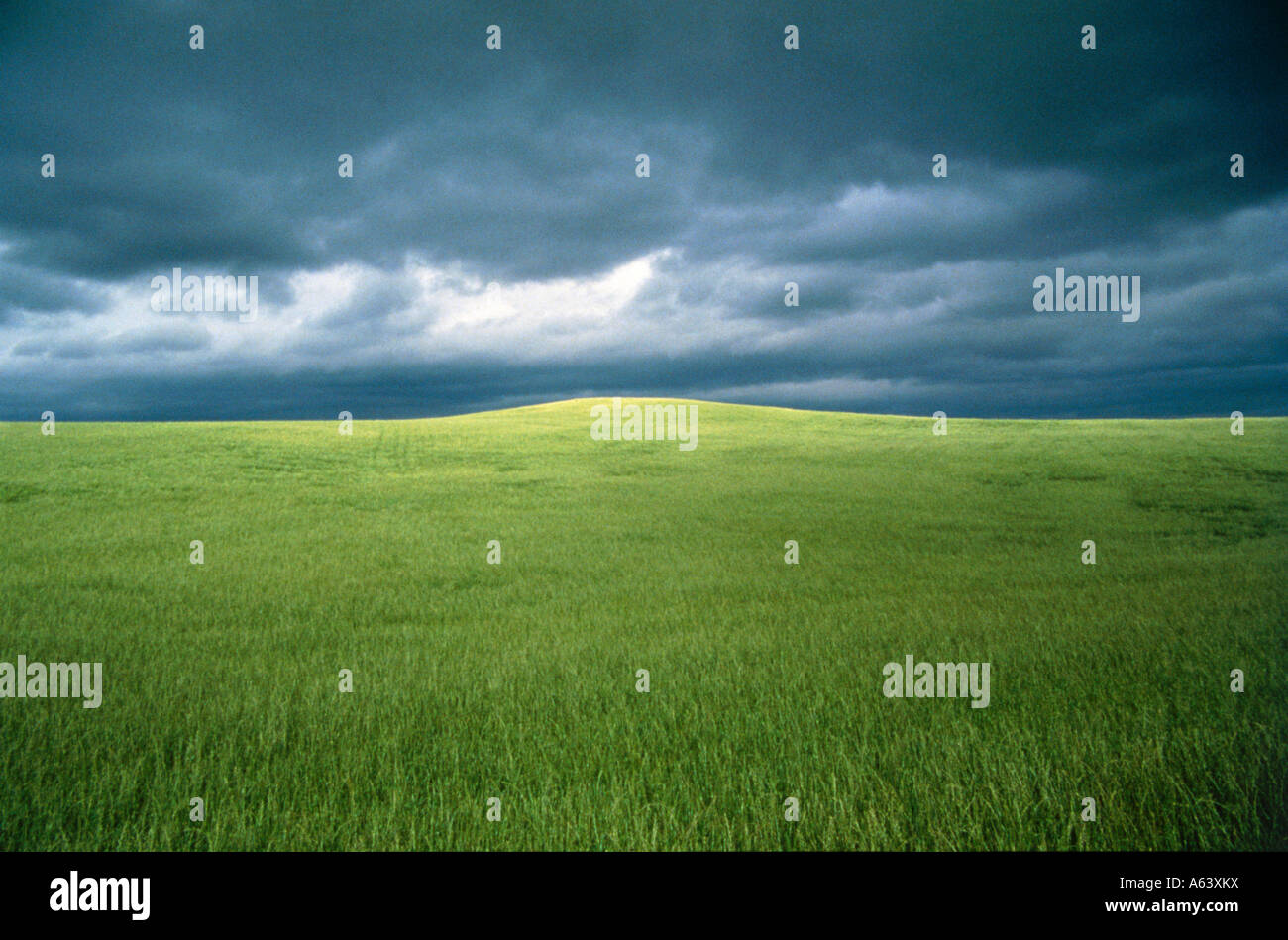 field of wheat near village of enniskerry province of leinster ireland Stock Photo