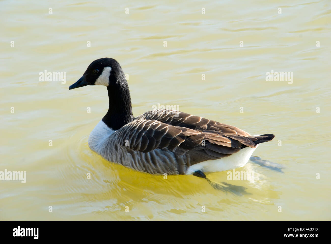 Canadian Goose Swimming Stock Photo - Alamy