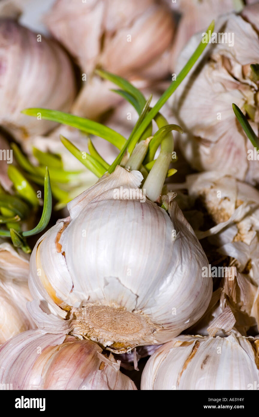 Garlic Sprouting New Leaves Stock Photo