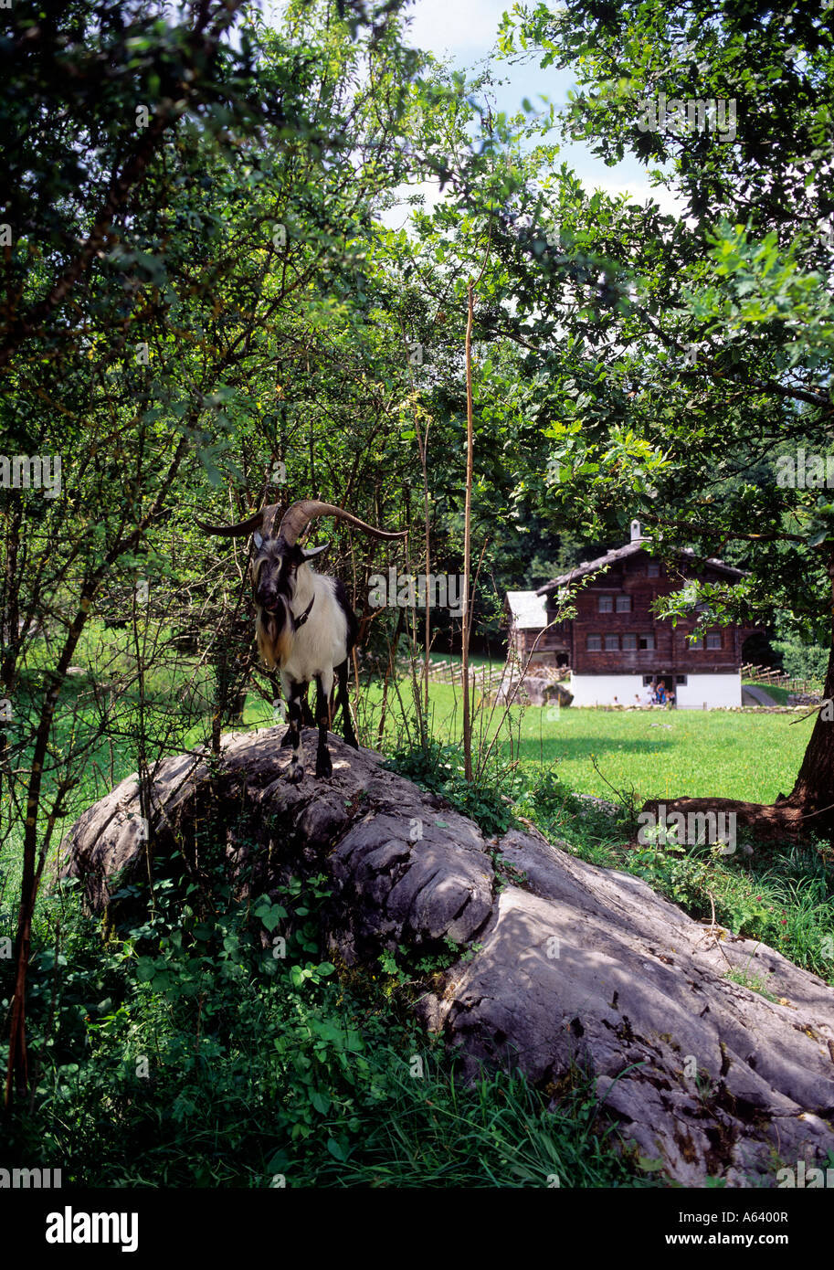 portrait of billy goat outdoor village museum of ballenberg region of bernese highland swiss alpes switzerland Stock Photo
