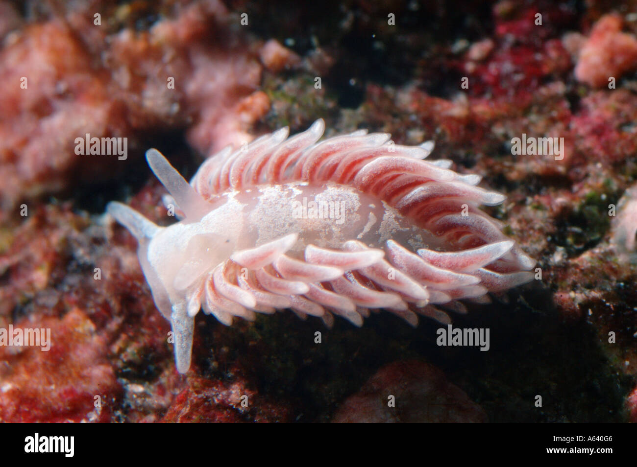 Large sea slug Aeolidia papillosa ( Mollusca , Gastropoda ) . Widely distributed mollusk . Underwater , North Pacific Stock Photo