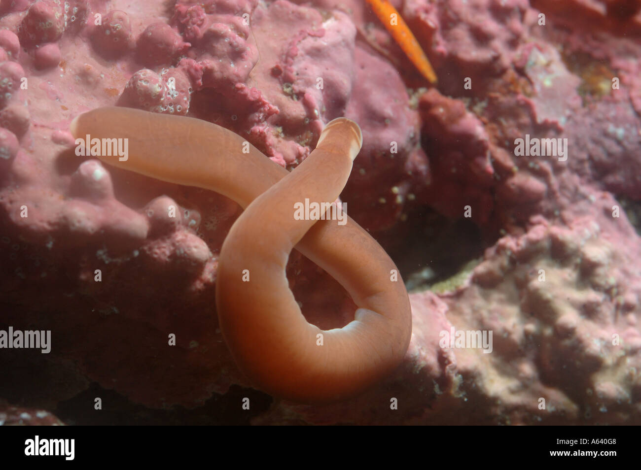 Close up of the nemertean worm Amphiporus angulatus phylum Nemertea Nemertini . Widely distributed . Underwater North Pacific Stock Photo