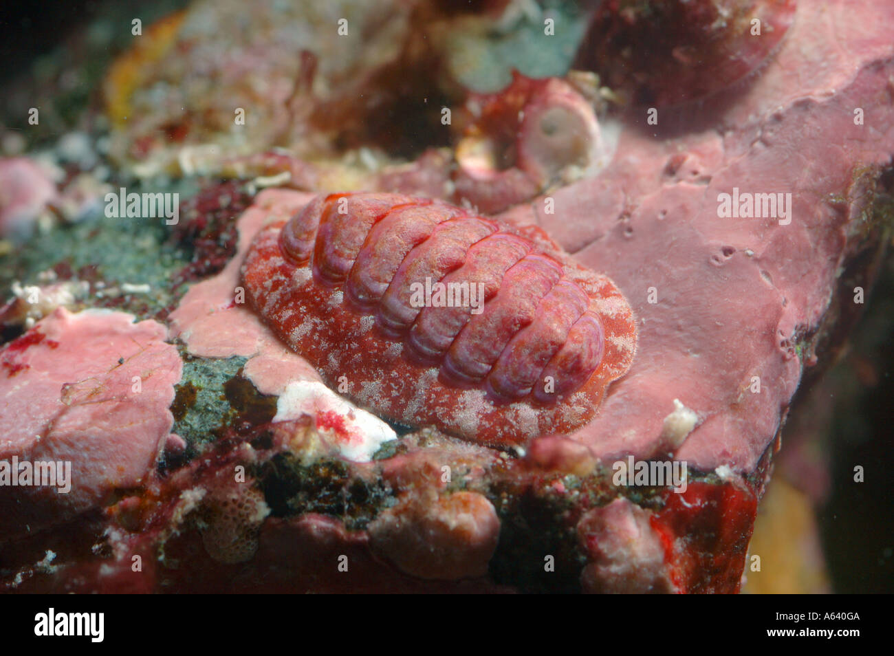 Sea slug Tonicella submarmorea ( Mollusca , Loricata , Polyplacophora ) . Widely distributed mollusk Underwater North Pacific Stock Photo