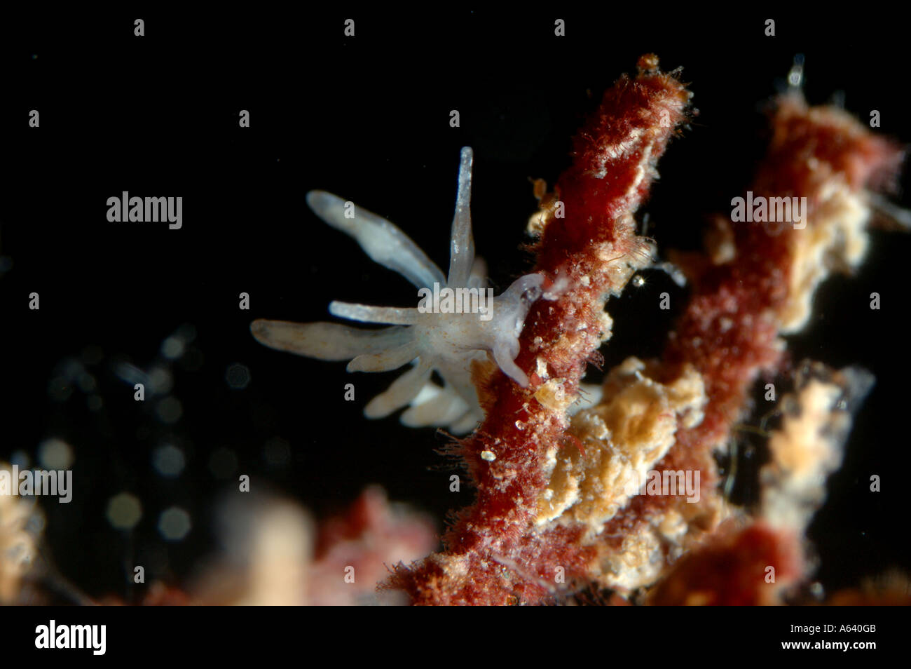 Minute sea slug Nudibranchus rupium ( Mollusca , Gastropoda ) . Widely distributed mollusk . Underwater , North Pacific Stock Photo