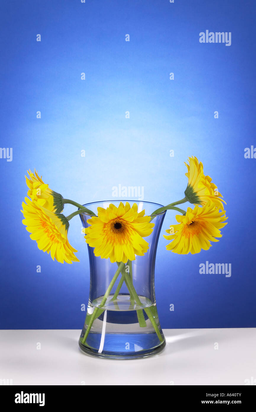 Sad Droopy Yellow Gerbera Daisies Flowers In Glass Vase Stock Photo Alamy