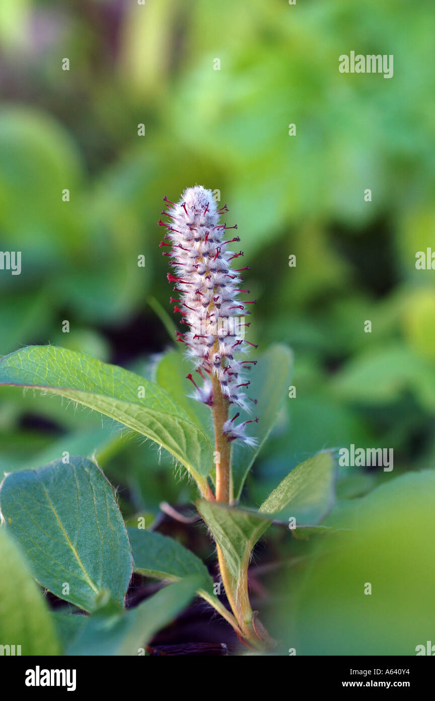 Blooming Dwarf shrub ( Arctic willow , Salix arctica ) grows in lichen