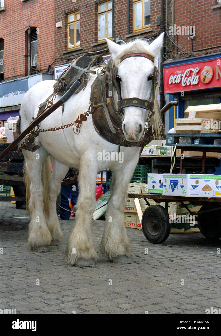 Working Horse moore Street Dublin Stock Photo