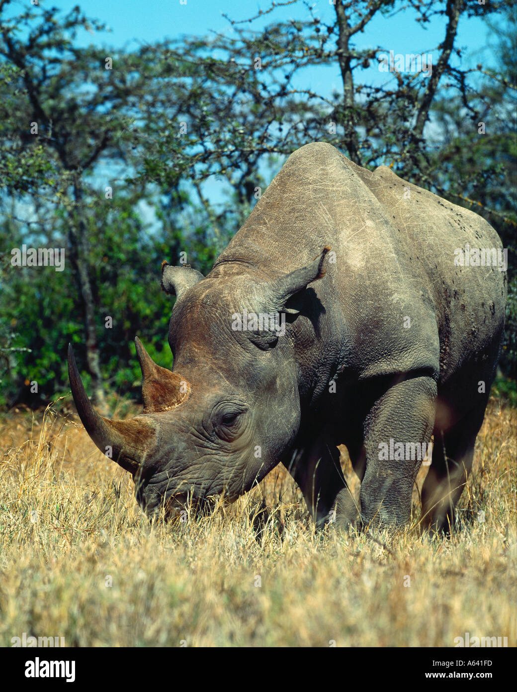 Black rhino (Diceros bicornis), Sweetwater Game Reserve, Kenya Stock