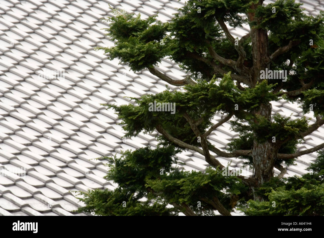 Japan, Kyoto, Konkai Kumyoji Temple, tiled roof and tree Stock Photo