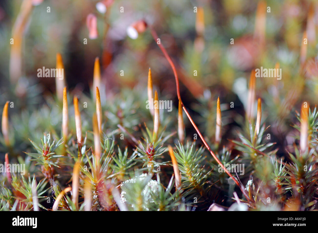 Yellow white sabers of sprouts of moss Polytrichum commune , Kamchatka , Siberia , Pacific , Russia Stock Photo