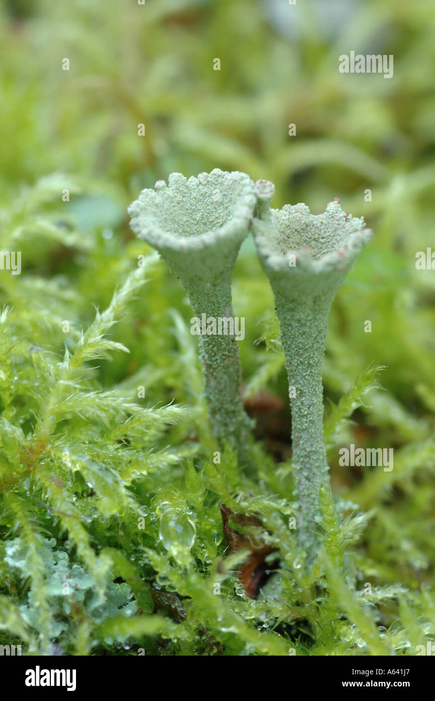 Close up macro of two tubes of green lichen Cladonia deformis growing in the moss in Kamchatka , Siberia , Pacific coast Stock Photo