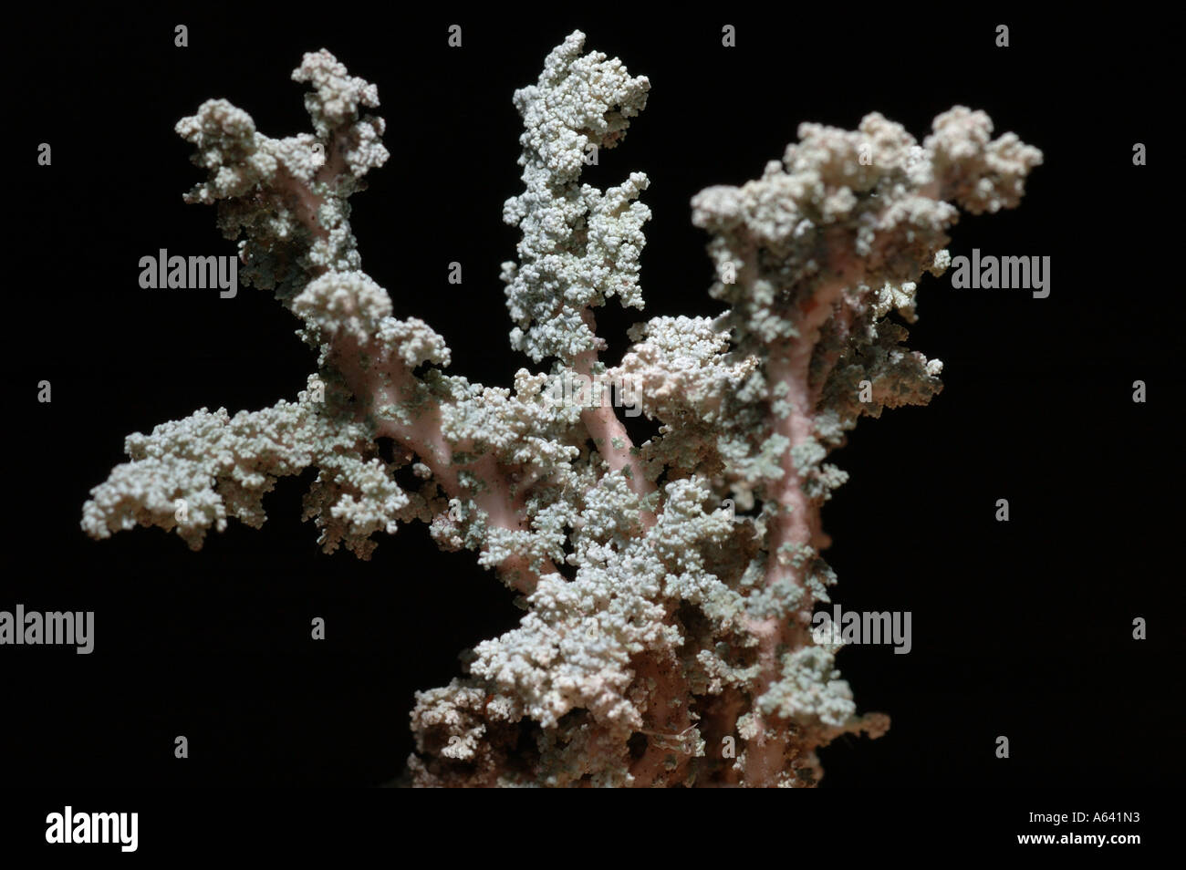 Close up macro of white branched lichen Stereocaulon on black background , Kamchatka Siberia , Pacific coast Stock Photo