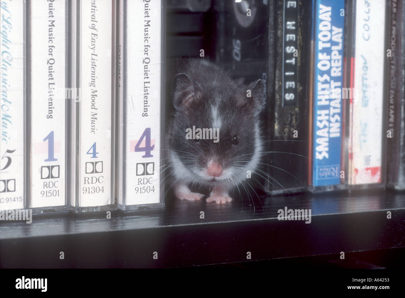 HAMSTER Stock Photo