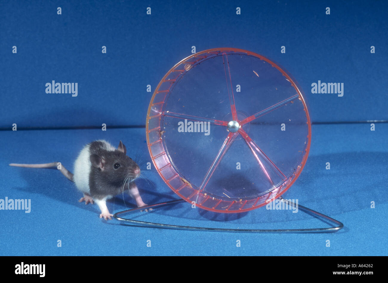 Rat wheel hires stock photography and images Alamy