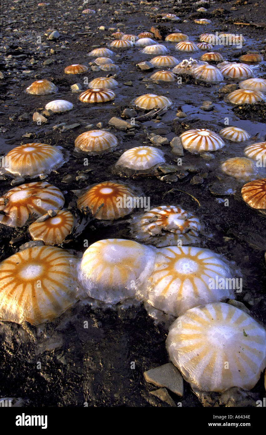 Frozen Jellyfish on beach in winter on the Kenai Peninsula Seward