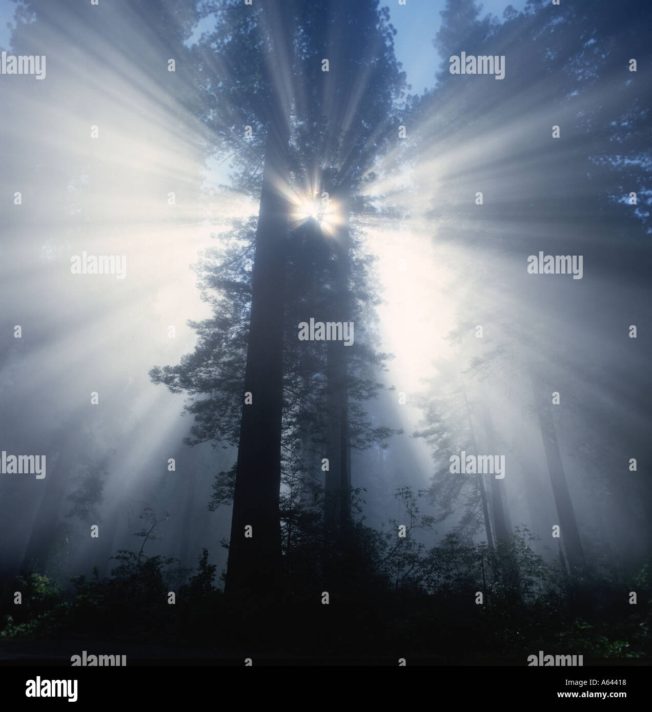 Fog And Sun High Resolution Stock Photography and Images - Alamy