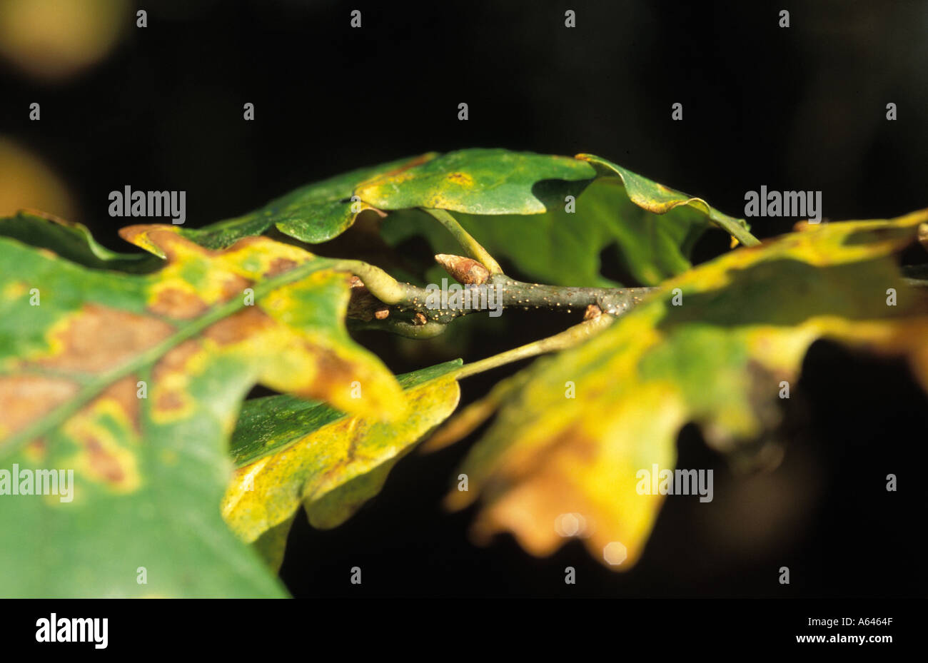 Autumn oak leaf and bud Stock Photo