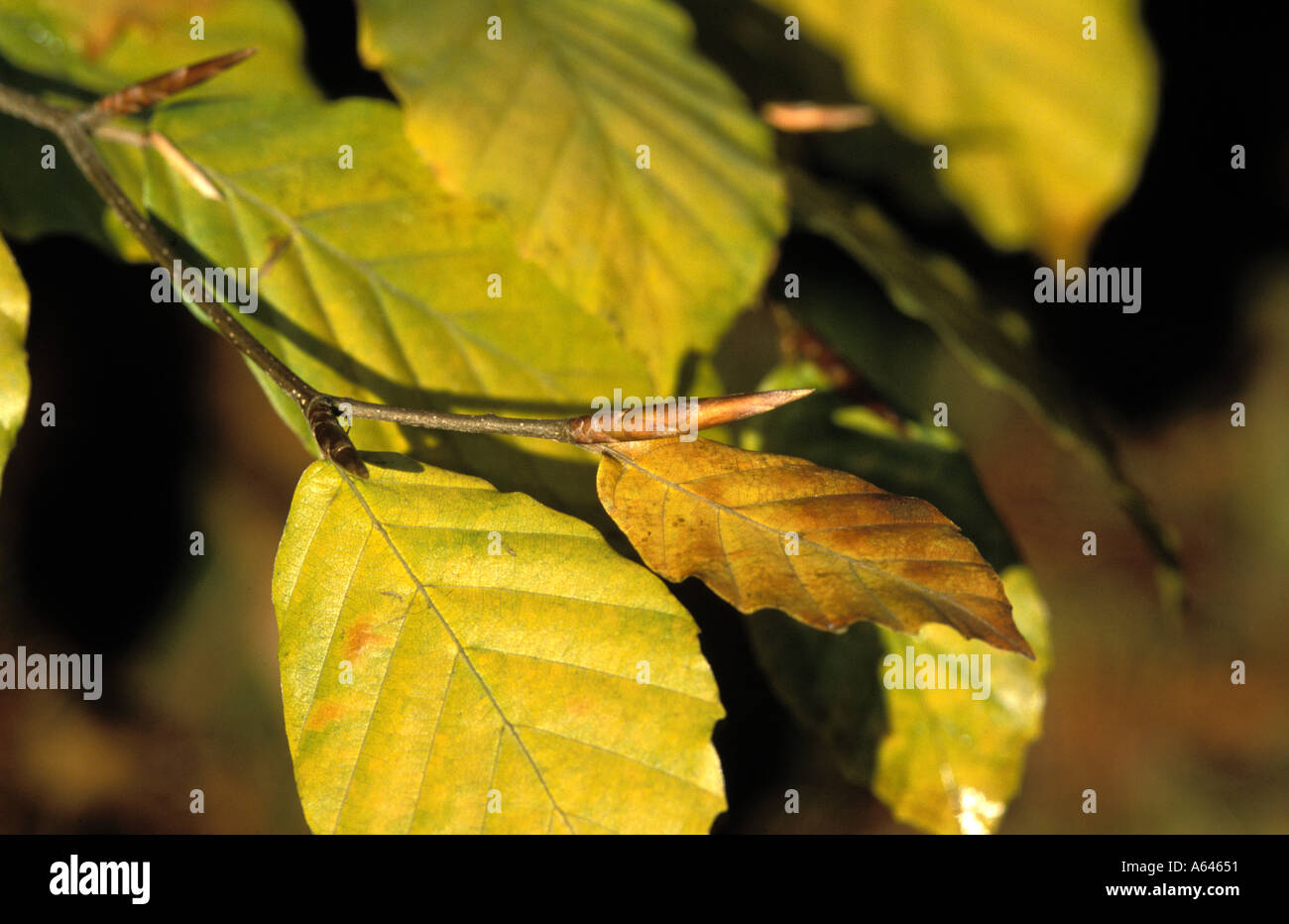 Autumn beech leaf and bud Stock Photo - Alamy