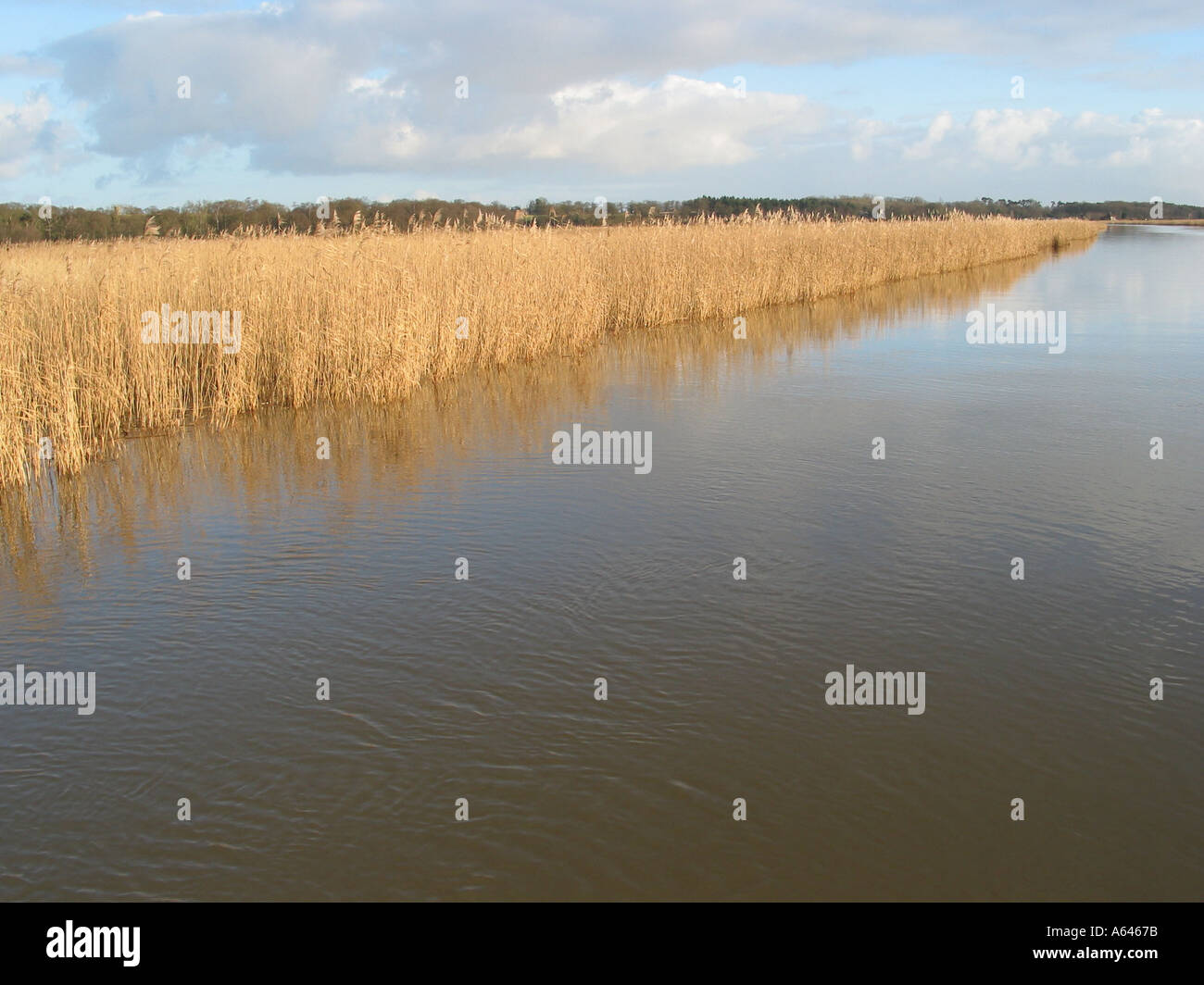Typical Reed Banks line the River Waveney Norfolk and Suffolk Broads ...
