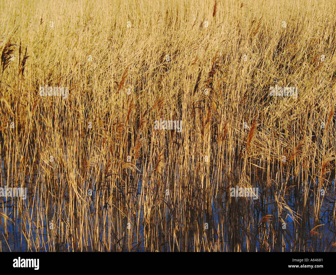Typical Reed Banks line the River Waveney Norfolk and Suffolk Broads ...