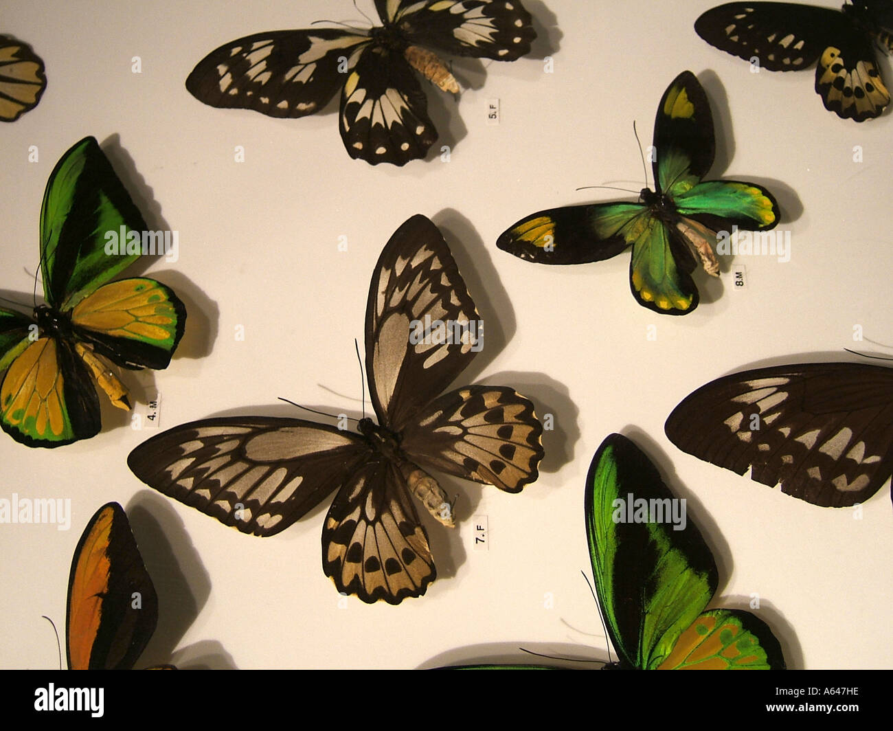 Australian Butterfly display Sydney Australia Stock Photo Alamy