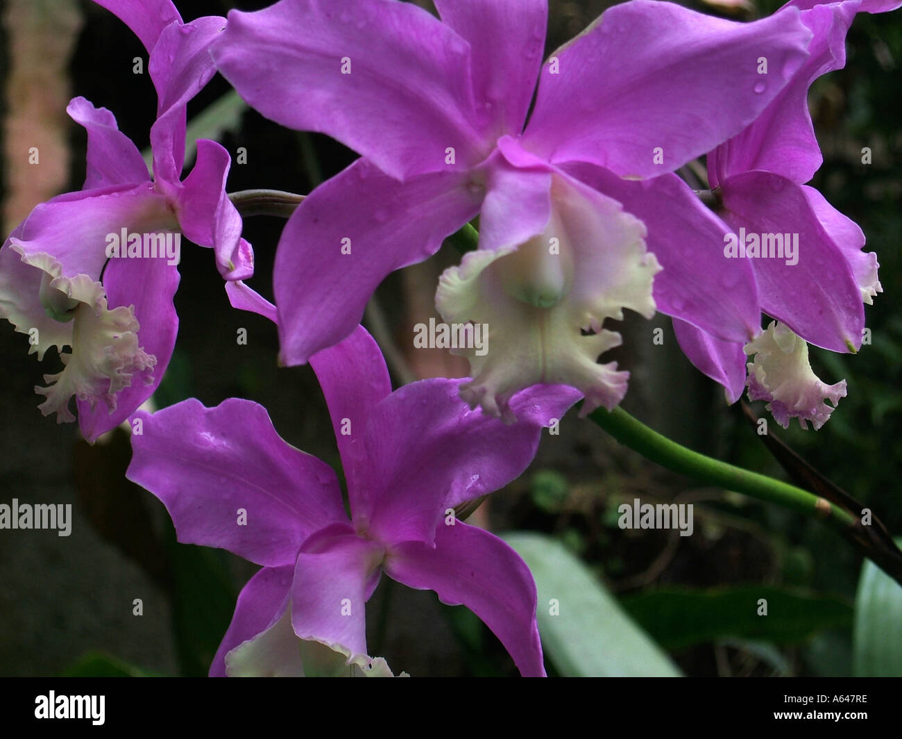 Orchids at the Botanical gardens Sydney, New South Wales, Australia Stock Photo