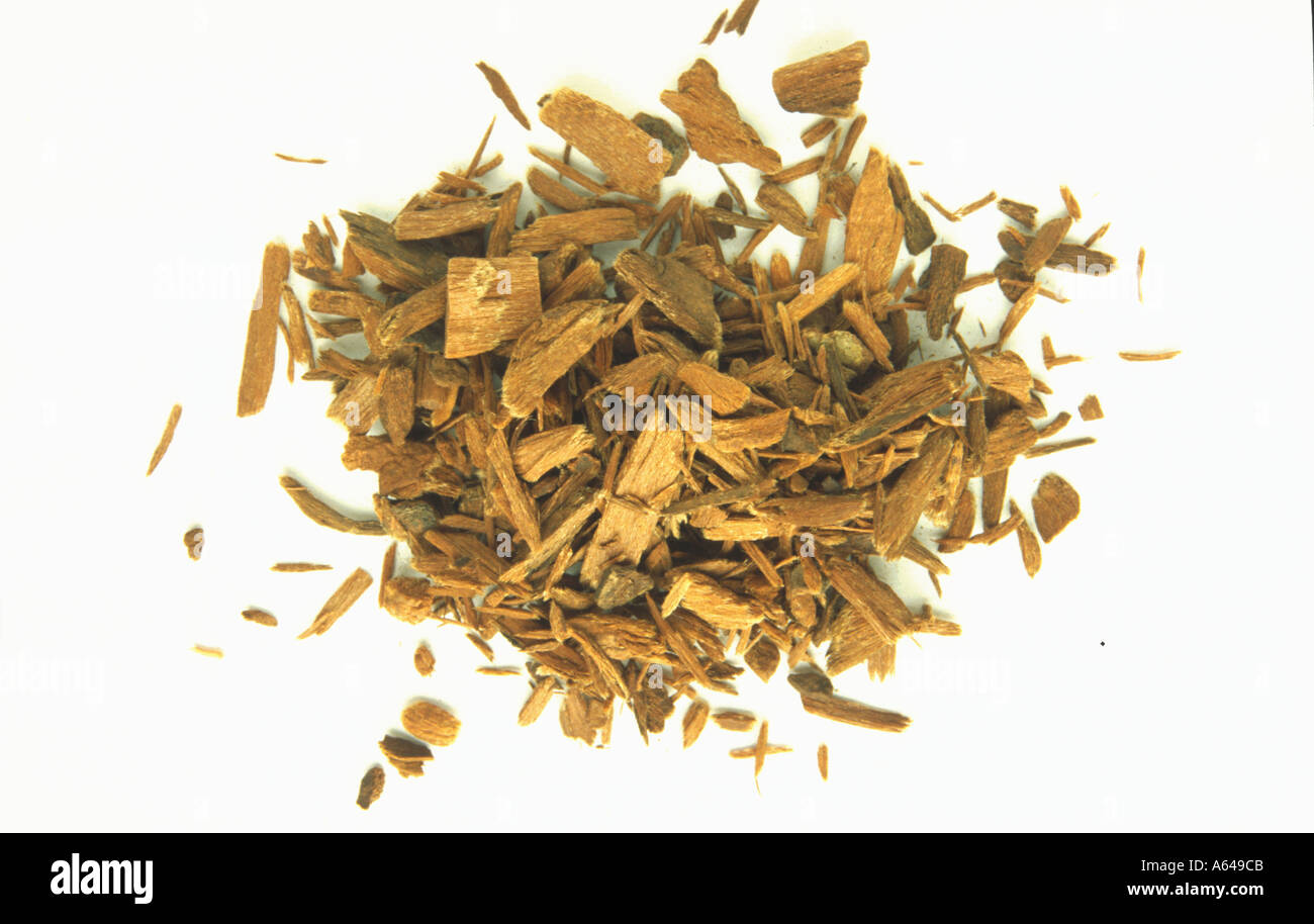 Yohimbehe Pausinystalia yohimba Yohimbe Stock Photo Alamy