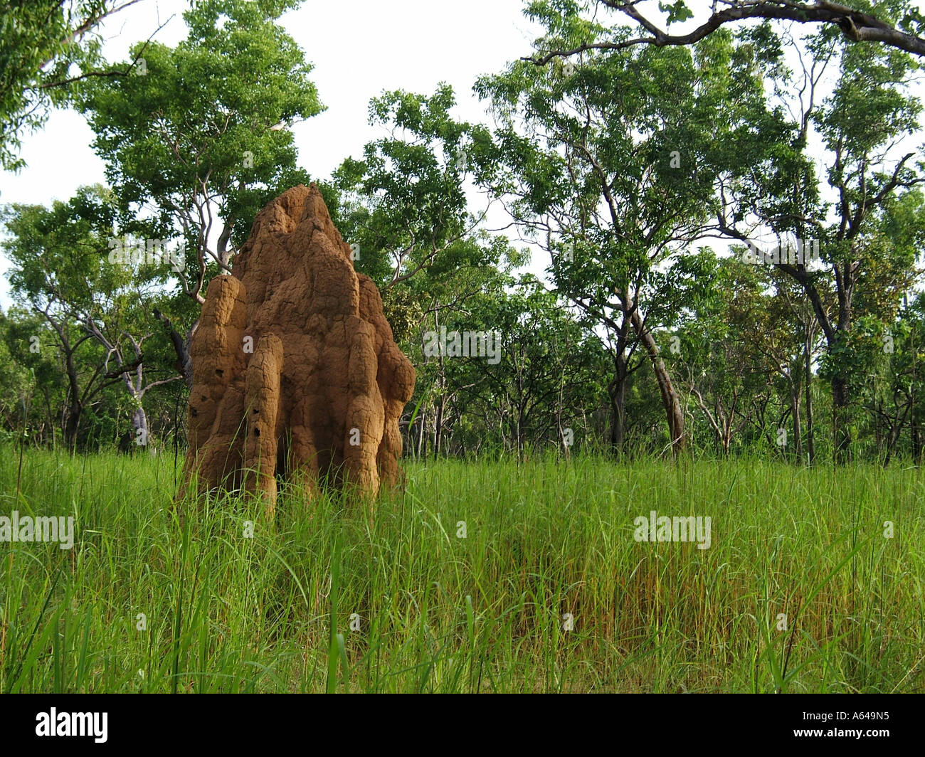 termite mounds or ant hills Kakadu National Park Northern Territory