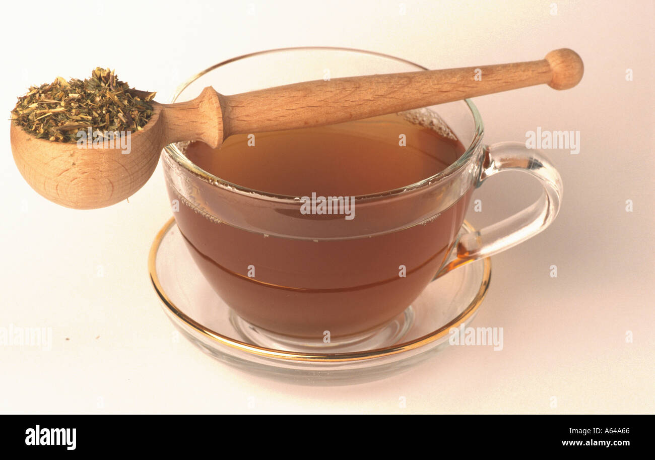 Hauhecheltee Ononis spinosa Restharrow Tea Stock Photo