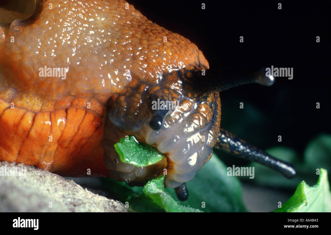 Large slug eating lettuce with mouthparts showing Arion ater rufus