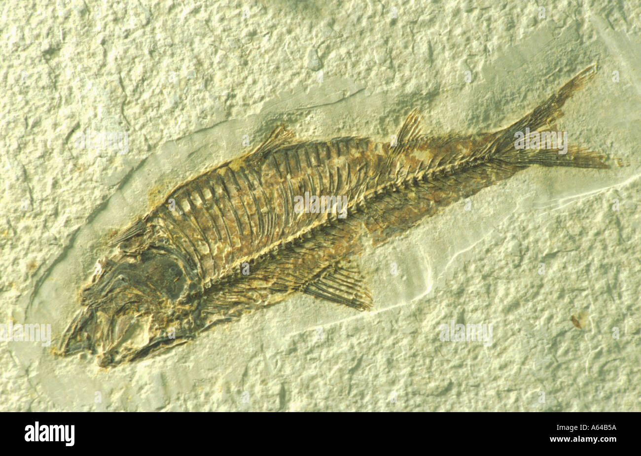 fossilization of a prehistoric fish knightia eos Stock Photo