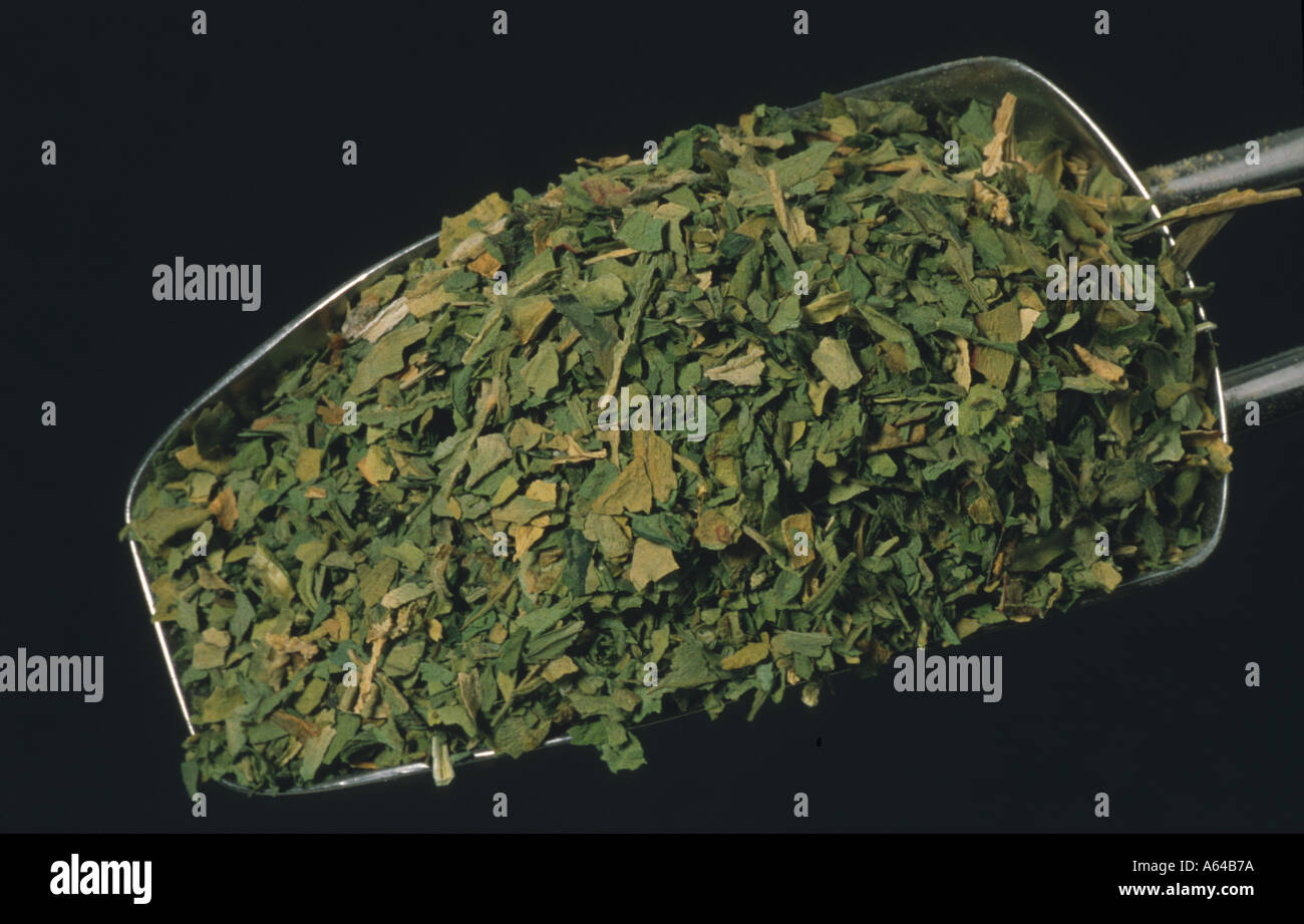 Epazote Chenopodium ambrosioides Spice herb for cooking mexican kitchen