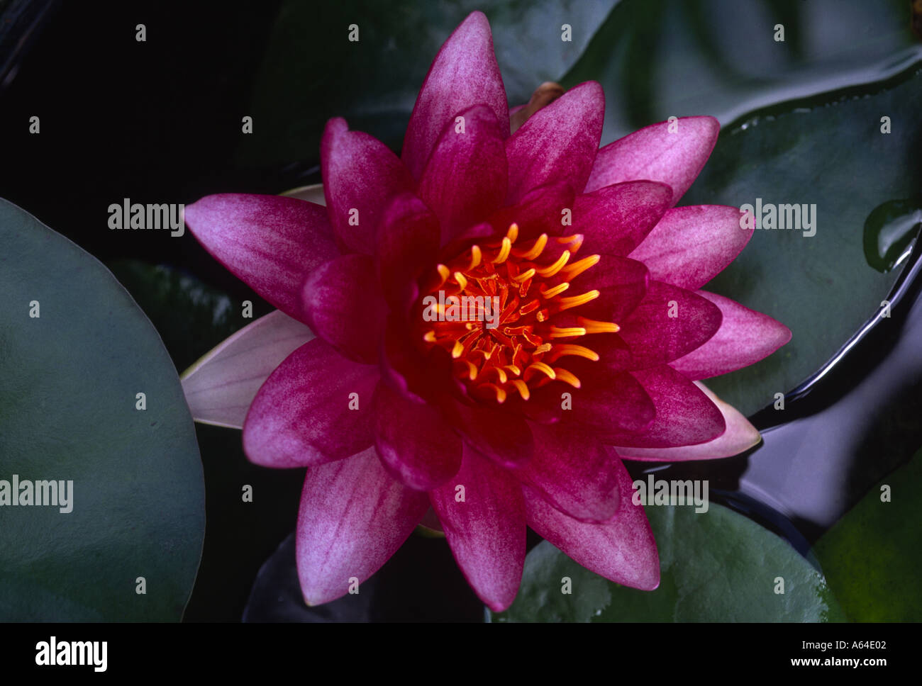 Red water lily with yellow stamen Stock Photo