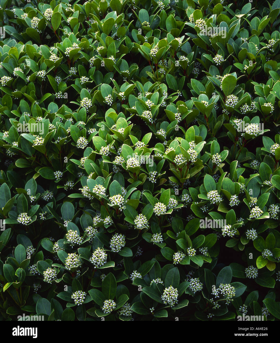 Skimmia shrub with white flowers Stock Photo