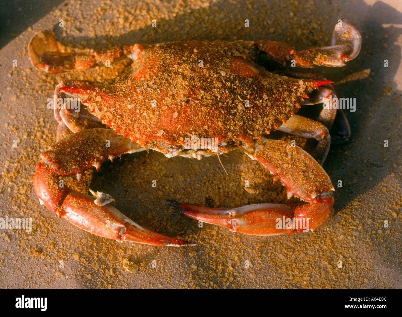 Steamed Chesapeake Bay blue crabs Stock Photo Alamy