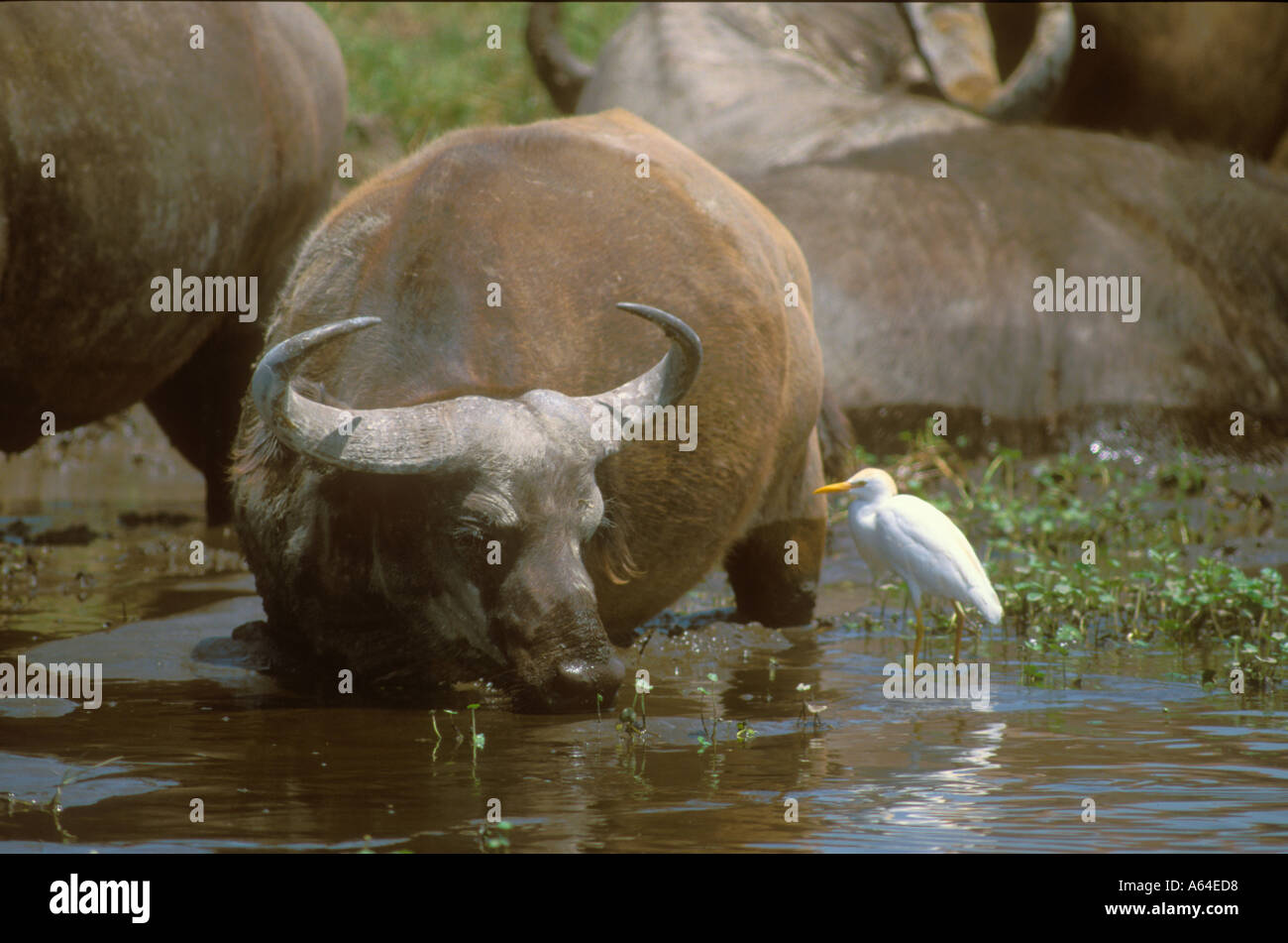 Close Up On African Buffalo Drinking With Cattle Egret In The Ngorongoro Crater Stock Photo Alamy