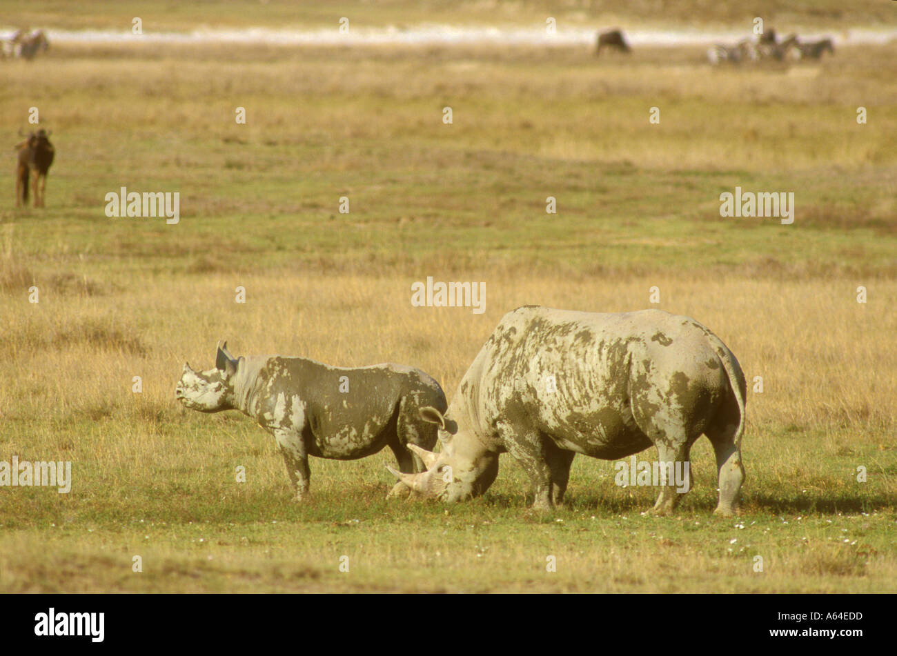 African Black Rhinoceros Stock Photo - Alamy