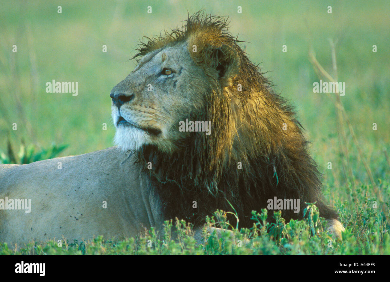 Majestic male lion golden mane hi-res stock photography and images - Alamy
