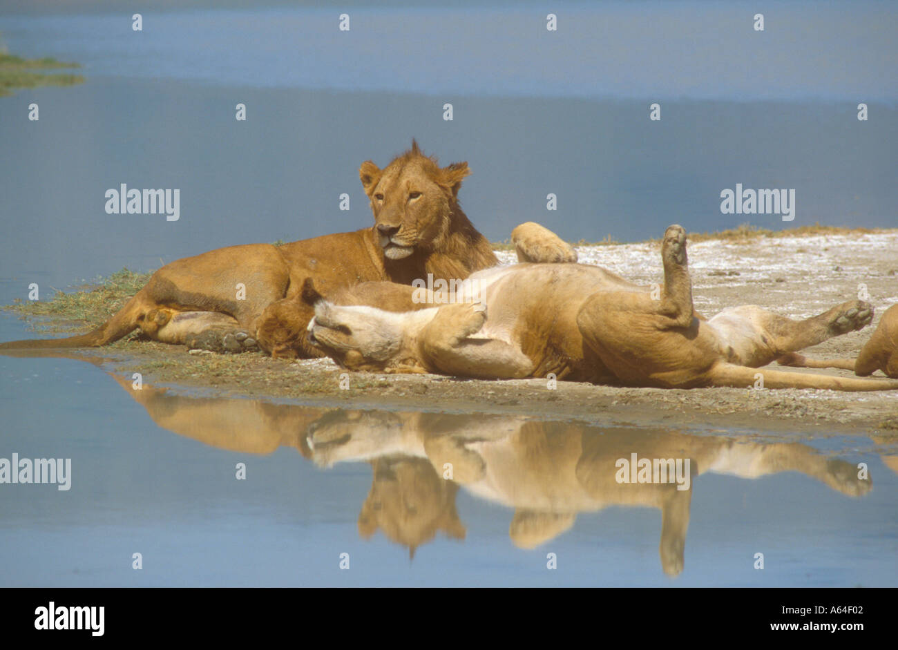 Lions resting beside lake with reflection Stock Photo