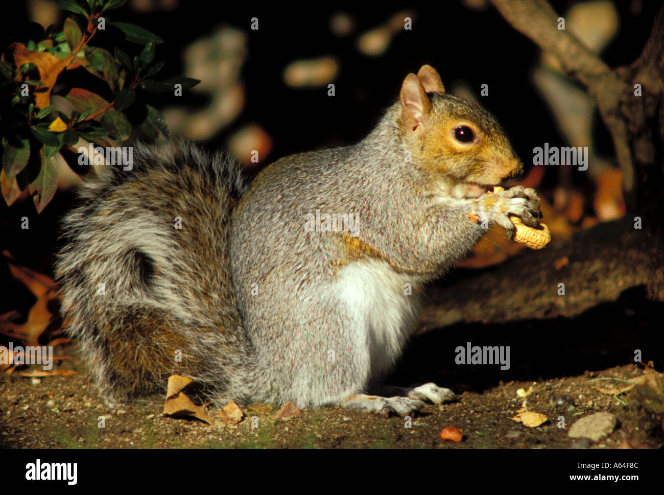 Squirrel Chews on nut grasped in his paws Stock Photo - Alamy