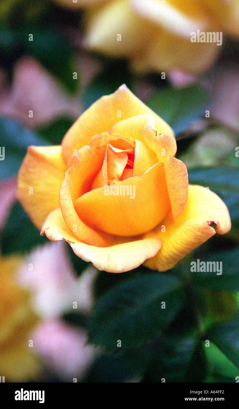 Yellow Climbing Rose Stock Photo - Alamy