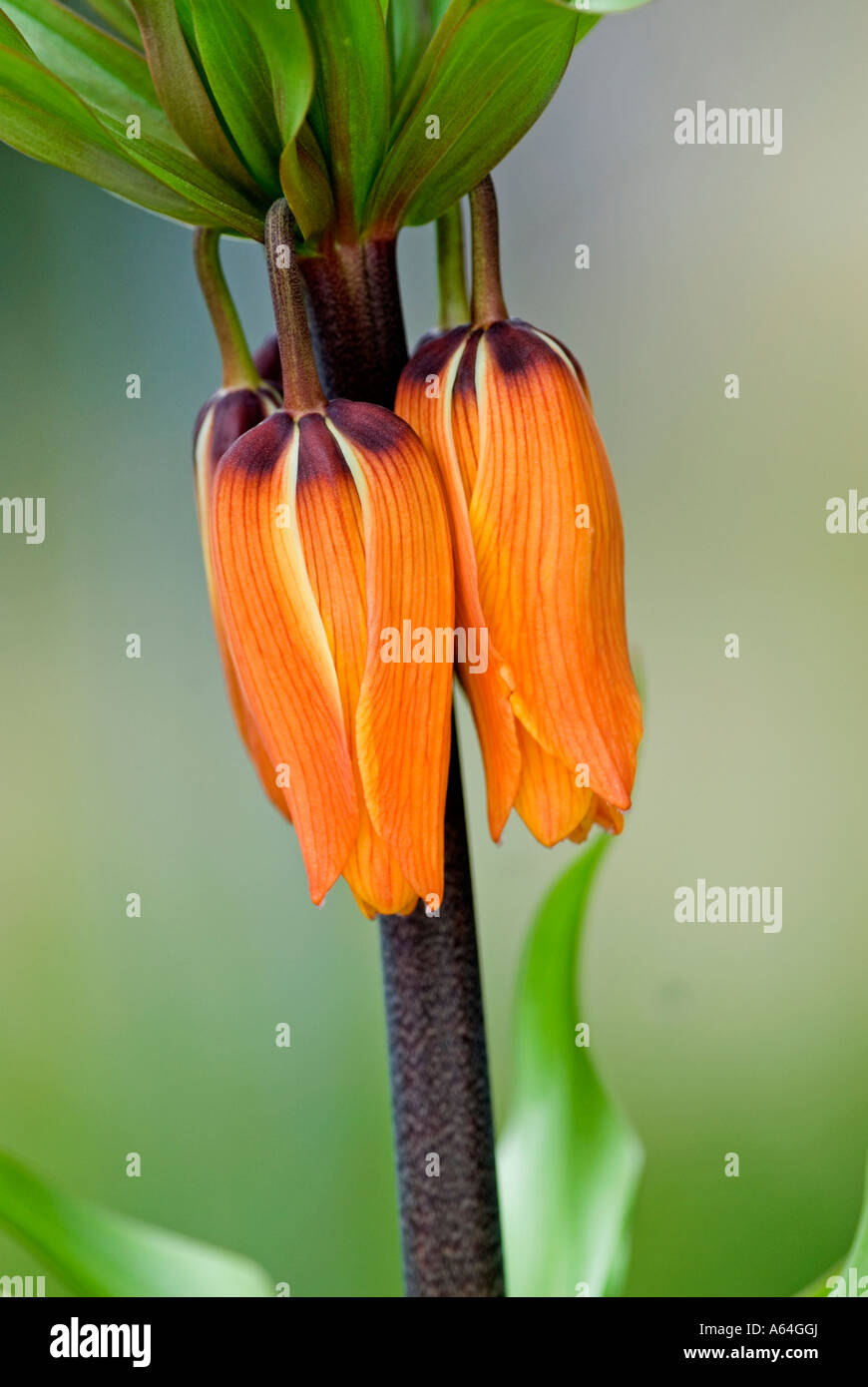 Fritillary (Fritillaria imperialis 'The Premier') Stock Photo