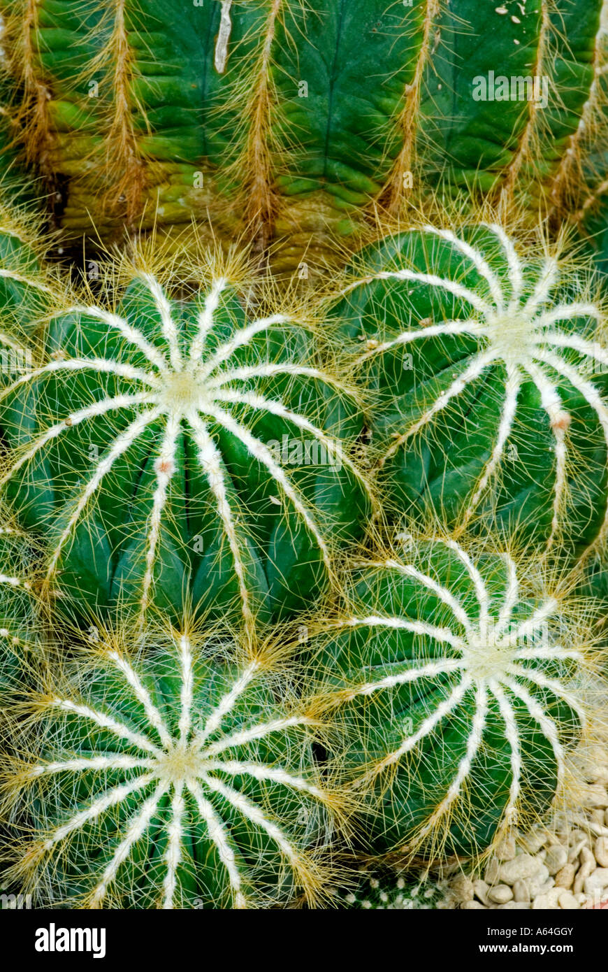 Cactus (Notocactus magnificus) Stock Photo