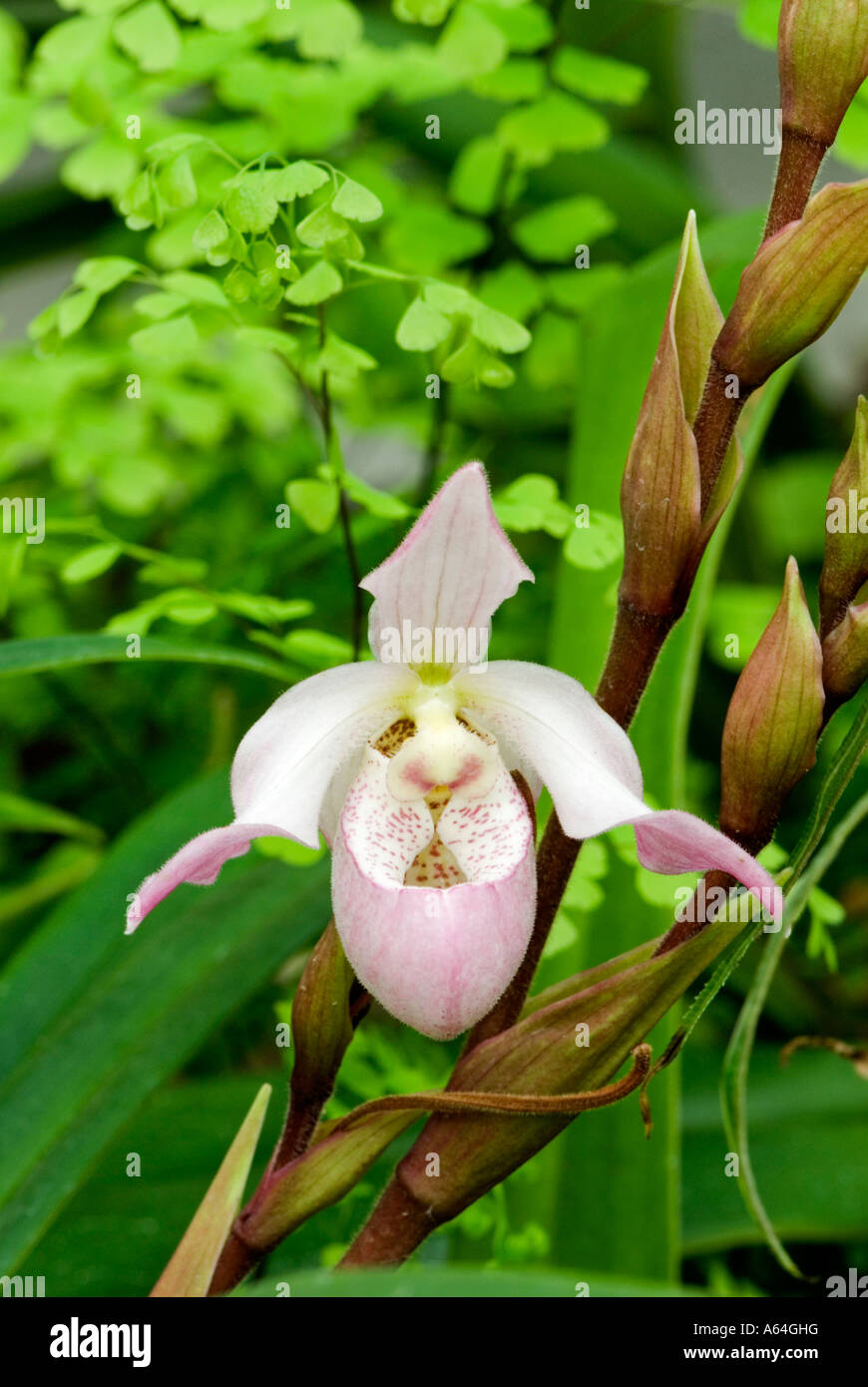 Slipper Orchid (Phragmipedium 'Carol Kanzer') Stock Photo