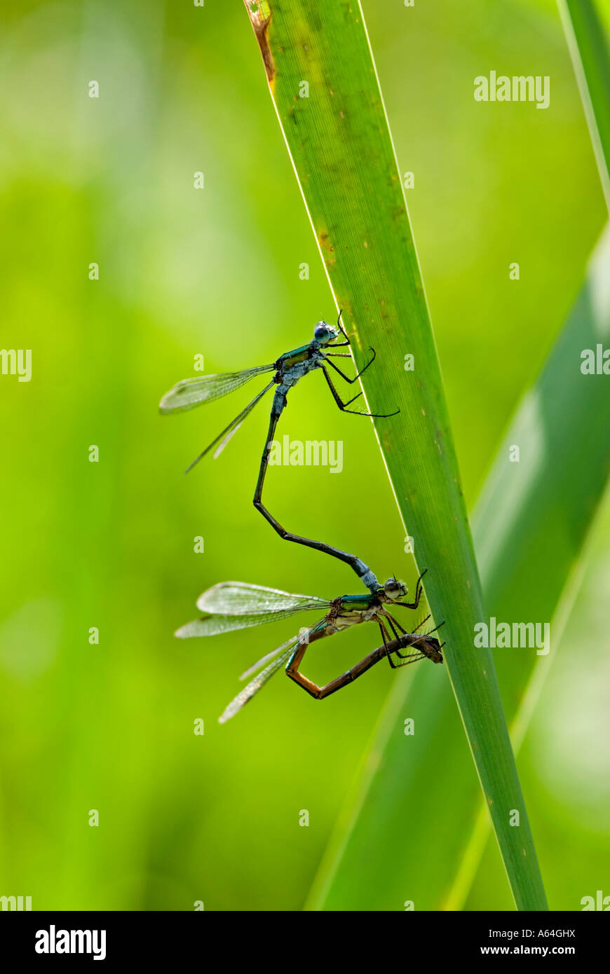Azure Damselfly (Coenagrion puella) mating Stock Photo - Alamy